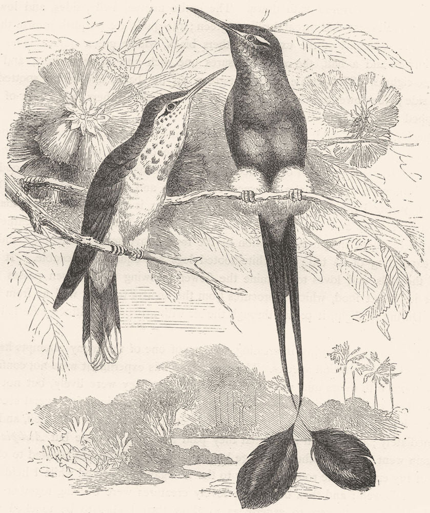 SEARCHERS. Hummingbird. White Footed Racket-Tail c1870 old antique print
